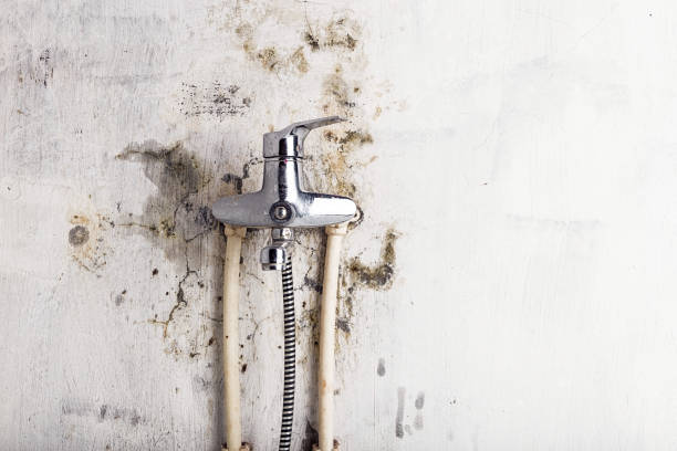 Best Residential Mold Removal  in Willamina, OR