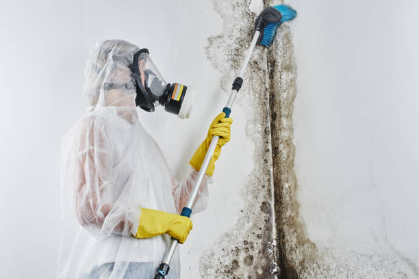 Best Mold Removal Specialists  in Willamina, OR