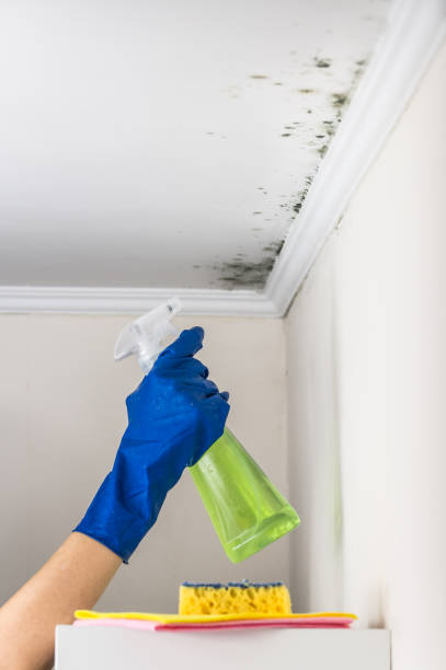 Best Mold Inspection  in Willamina, OR